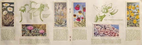 Wildblumen (Serie 3) - Teekarte komplettes Album - guter Zustand - #341 - Bild 7 von 11