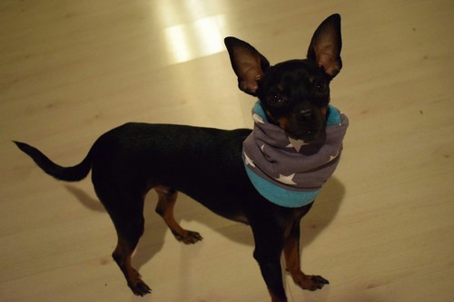 ☆ Welpen ☆ Halstuch ☆  Hund  ☆ Hunde Loop  ☆ Pinscher / Chihuahua ☆ Handmade ☆ - Bild 10 von 12