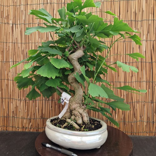 Bonsai di Ginko h 47cm Visita il mio negozio! - Foto 7 di 9