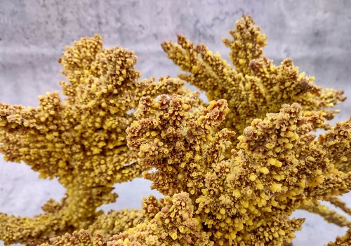 Yellow Brown FAUX Branch Coral Acropora (1 FAKE Coral approx. 12Wx10Tx5D inches) - Picture 5 of 10