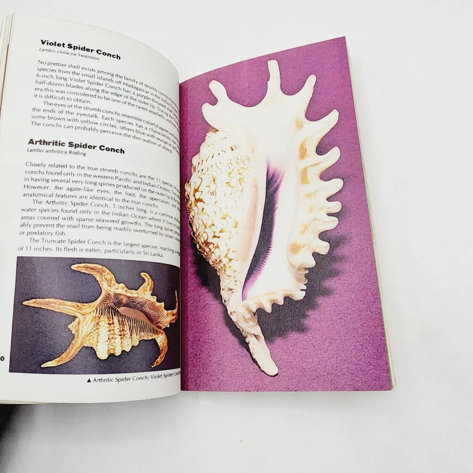 Seashells Shells of the Seven Seas Book R Tucker Abbott Color Guide Collectible Foto 3 de 4