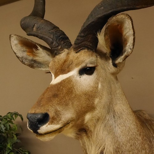 Kudu Kopf Präparat Antilope Afrika Kopfpräparat Hornlänge 119 cm taxidermy 95.2. - Bild 6 von 10
