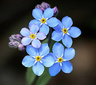 forget-me-not-beans