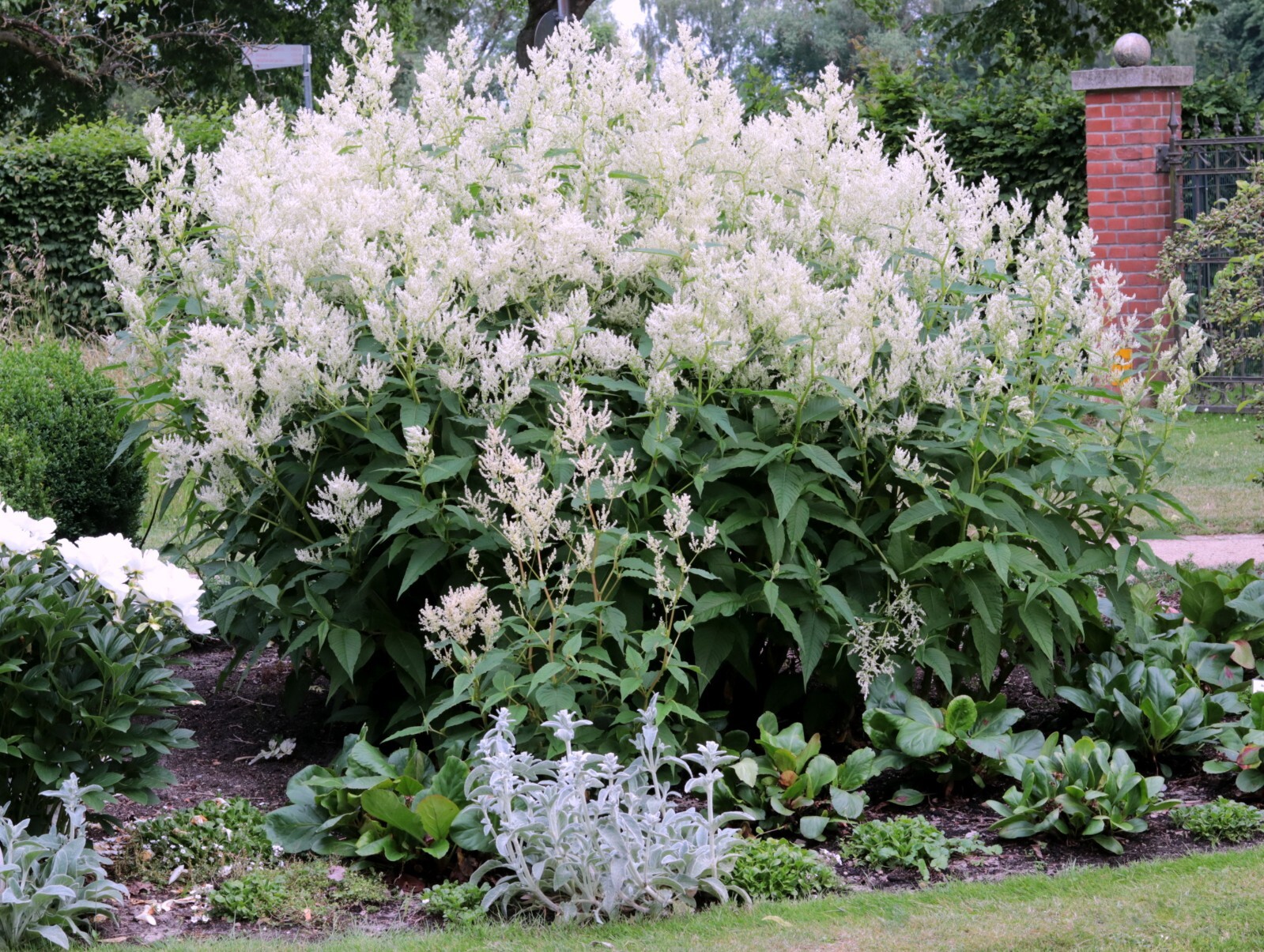 Bergknöterich 'Johanniswolke' Persicaria cultorum Knöterich im 1Liter