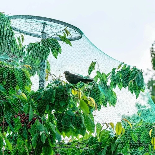 6 Anti Bird Garden Netting Pond Net Protection 6m X 1.5m Plant Crop Fruit Mesh - Picture 2 of 5