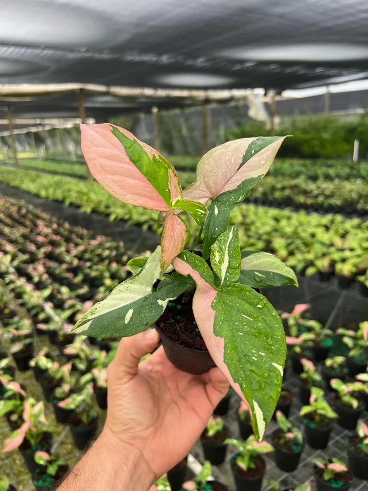 Syngonium Tricolor - Hoja Cabeza de Flecha Variegada Rara | Tropical Vivo en 4" Foto 4 de 4