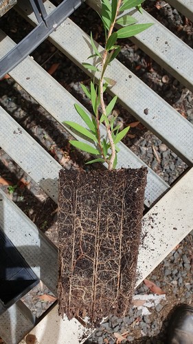 Red Bottlebrush seedling - Callistemon - Flowering native shrub - suit bonsai - Picture 9 of 9
