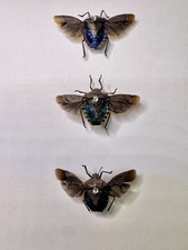3 Stink Bug Brownmarmorated Taxidermyinsect Specimen In Shadowbox