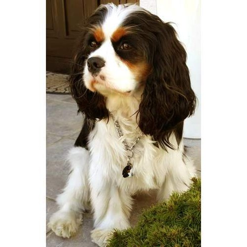 Dog name id tag Cavalier King Charles Spaniel, Personalized, Handmade, Charm - Picture 11 of 12