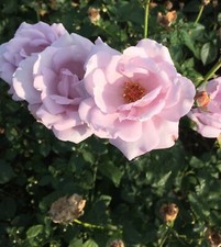 Hybrid T Rose Bush ‘Blue Moon' (Root Wrapped) Free UK Postage