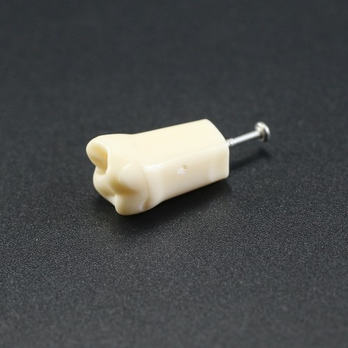 Kilgore NISSIN 200 Dental Typodont Model Mounting Pole 32pc Removable Teeth - Picture 114 of 118