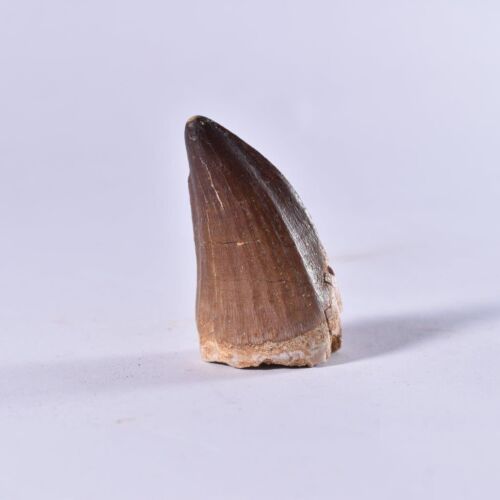 XL Fossil Mosasaurier Zahn - Dinosaurier Zahn - Kreidezeit - Marokko - Mosasaurus - Bild 4 von 6
