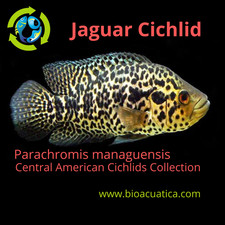 JAGUAR CICHLID 3/4" to 1" UNSEXED Parachromis managuensis 