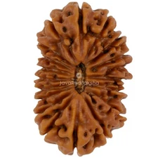 18 Mukhi Rudraksha 18.84 mm Java Bead | Grade A Medium | Genuine Natural Bead