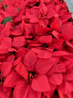 Artificial bunches  of red Poinsettia  ( 3 Bunches  )