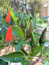 Hot Thai Chili Pepper - 50 seeds 2024 - USA