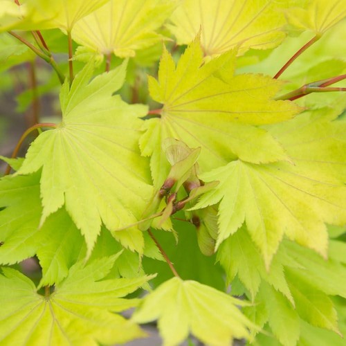 YouGarden - Japanese Maple Tree, Acer Shirasawanum 'Jordan' in a 3L Pot 40-50cm - Picture 5 of 7