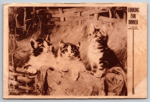 1913J Adam 3 Kittens in a Basket Looking for Dinner Postcard Carmine Itasca TX