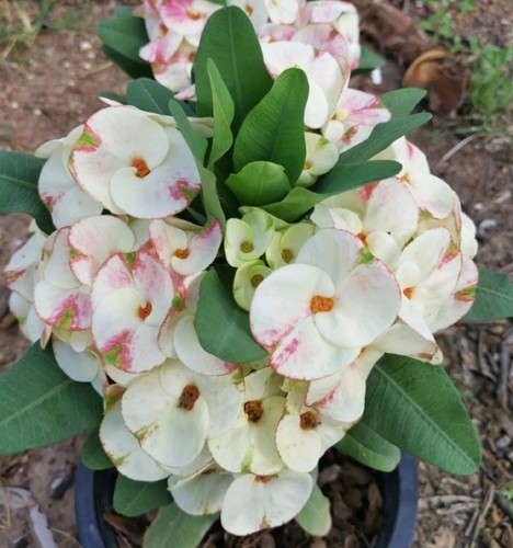 5 mystery Crown Of Thorns Plant Euphorbia Milii Starter Plants Perennial Flower - Picture 10 of 24