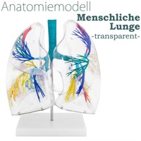 Anatomie Modell Transparent Lunge Mensch Lungenmodell Anatomiemodell Medmod
