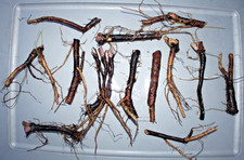 9 Pieces Fresh Harvest Russian Organic Comfrey Roots for Planting New Plants