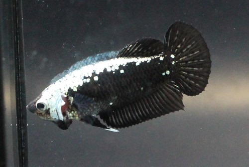 Live Betta Fish Pet Fancy Black Samurai Female #1 Quality Girl Plakad Breed Aqua - Picture 14 of 24