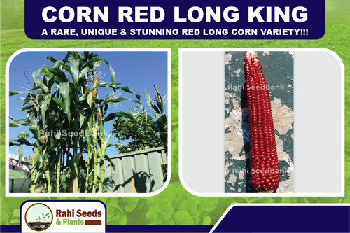 Corn Red Long King - A Rare, Unique & Stunning Red Long Corn Variety!!! - Picture 2 of 7