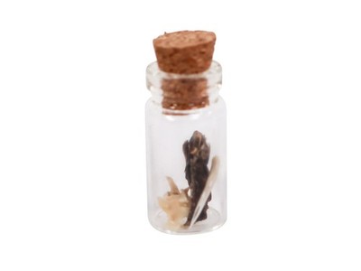 Texas Western Diamondback Talisman: Fang tip, Vertebra, and Skin (598-TA01) Y2L