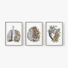 Set of 3 Vintage Anatomy Floral Heart Brain Lungs Wall Art Print
