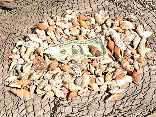 200+ Brown Chula Seashells Sea Shells Best Price 2+ lbs FREE Ship! - Picture 3 of 5