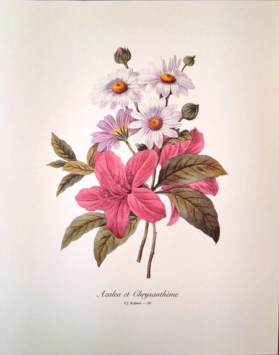Redoute Floral Bouquet Botanical Flowers Print Plate 39 Azalea et Chrysantheme - Picture 2 of 3