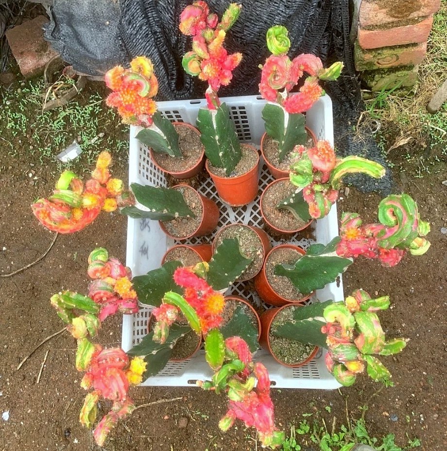 hylocereus hylocalycium x singulare about cactus Succulent plants potted 7-9cm - Image 2 of 4