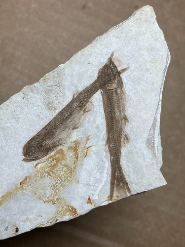 84g Jurassic Period lycoptera fish rock specimen Western Liaoning china - Picture 13 of 19