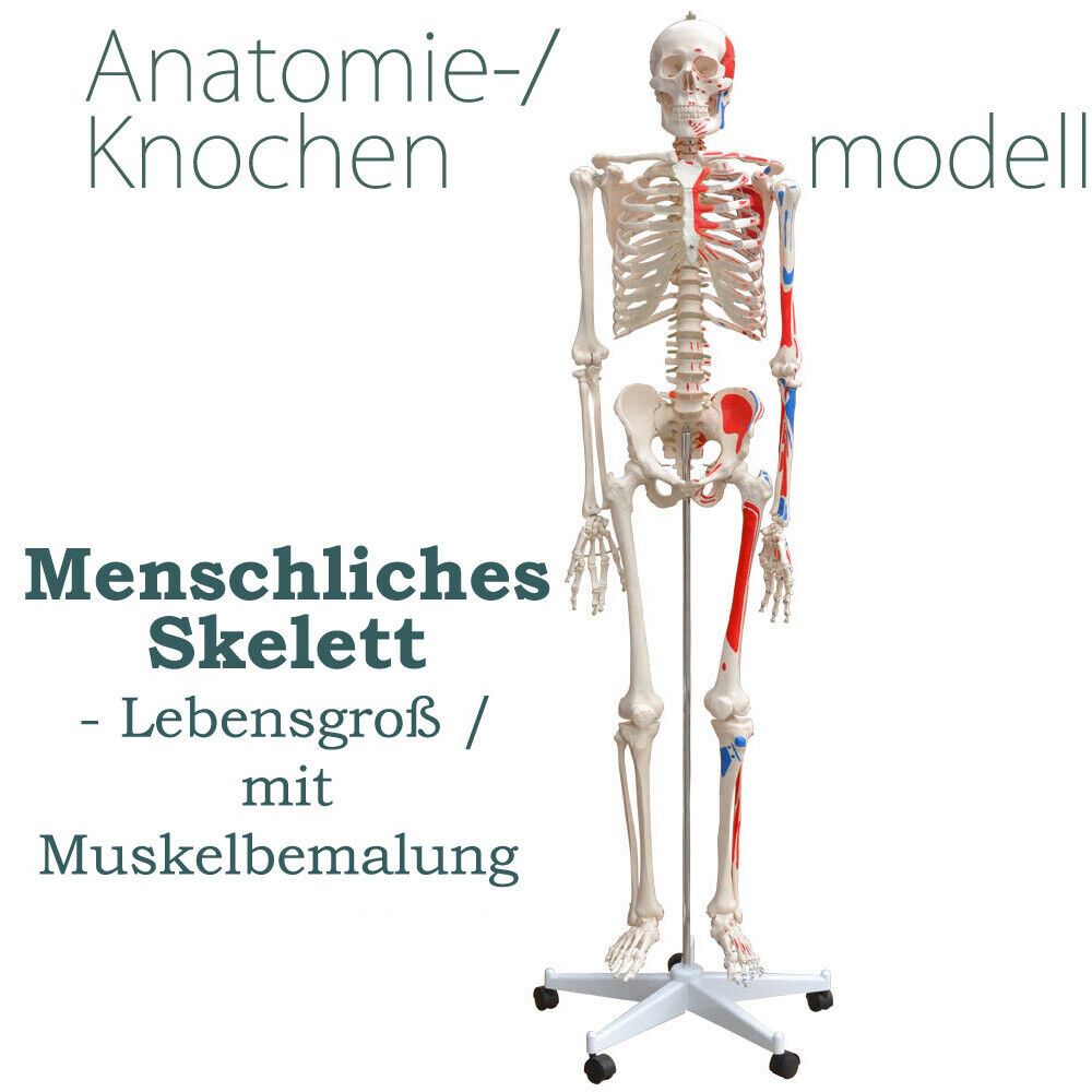 Menschliches Skelett Lebensgroß Bemalung Muskeln Knochen Anatomie inkl. Ständer