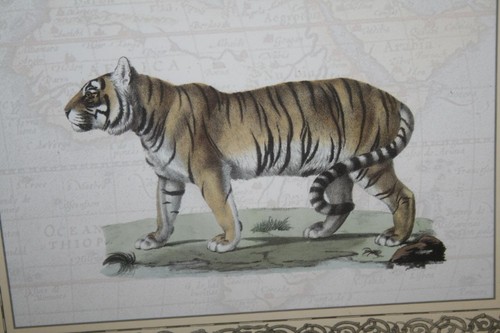 Felis Leo Lion & Felis Tigris Tiger Prints from Original Iconographia Zoologica - Bild 3 von 9