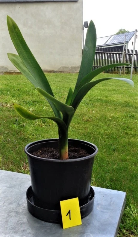 Immergrne Pflanzen, Bume & Strucher Clivia Zimmerpflanzen online kaufen  | eBay.de