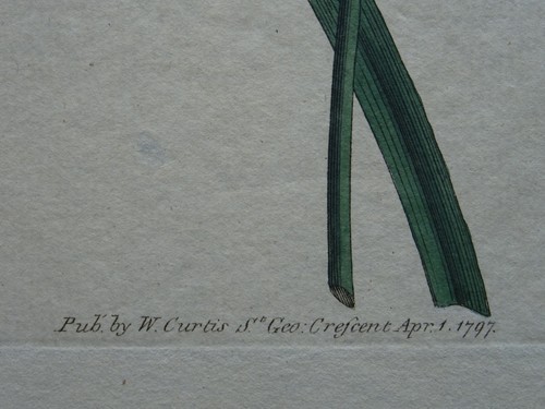 c1797 AMARYLLIS UNDULATA PL369 Curtis's Botanical Print by Syd Edwards - Picture 3 of 5