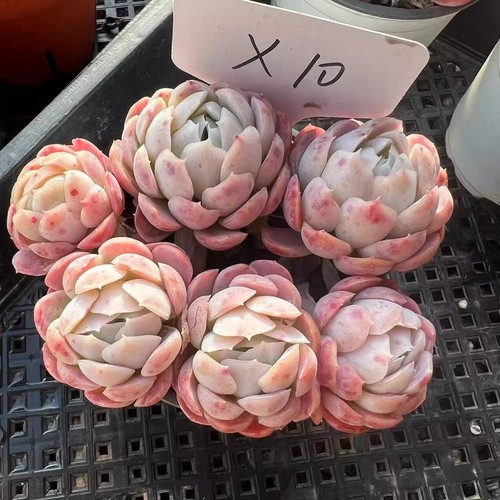 6CM Succulent Plant Echeveria Berry Variegata Crassulaceae Home Garden Beautiful - Picture 4 of 37