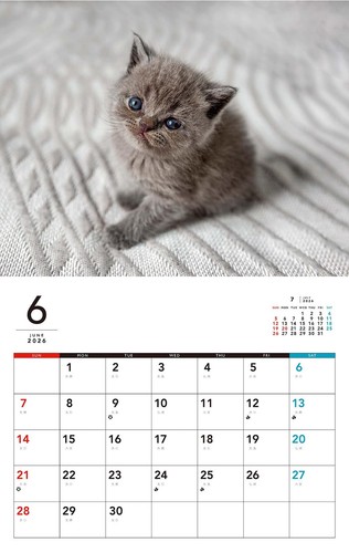 Kitten Kitten Calendar 2026 Monthly/Wall Hanging Neko Publishing Calendar 2 317 - Picture 8 of 9
