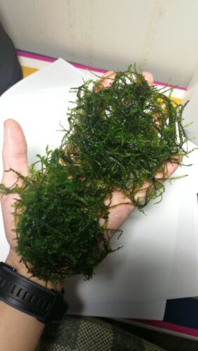 willow moss and mini Christma moss, live aquarium plant, TWO bags, cherry shrimp - Picture 2 of 2