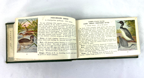 1910 BIRD GUIDE Book Chester A. Reed 240 Pages About 3.5 x 5.5 In Illustrated - Imagen 10 de 23