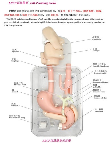 Bronchoscopy gastrointestinal endoscopic Duodenoscope ERCP training model - Picture 21 of 25