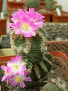 New cactus aztekium valdezii 10 seeds very rare