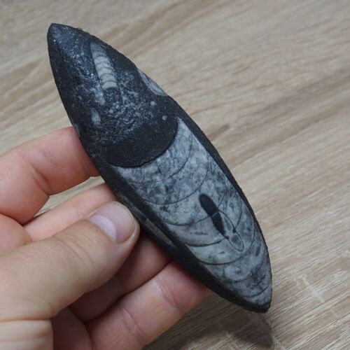 Orthoceras 132mm polished Decoration Cephalopod Fossil Devonian Fossils - Picture 4 of 5