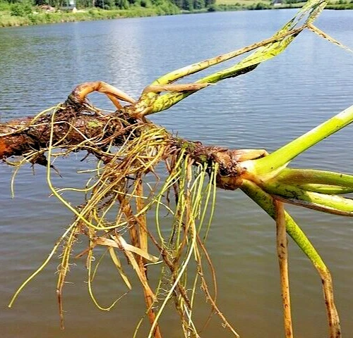 50 ACORUS CALAMUS Seeds *FREE Shipping!* Sweet Flag, Muskrat Root Flower Seeds - Image 4 of 4