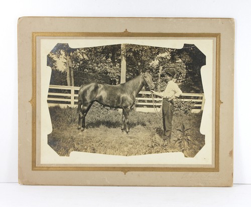 Antique 1914 IOWA HORSE PHOTOS Equestrian Breeder Draft Horses Farm Photograph - Picture 1 of 12