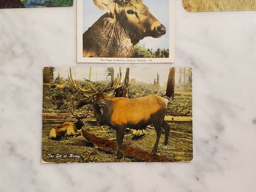 Antique & Vintage Postcards Posted & Unposted Of Deer - Picture 6 of 10
