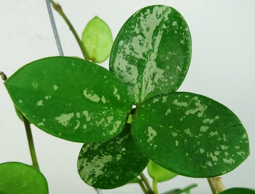 Hoya Mathilde Splash, 12 Inches Full Plant, RARE, Houseplant - Picture 6 of 9