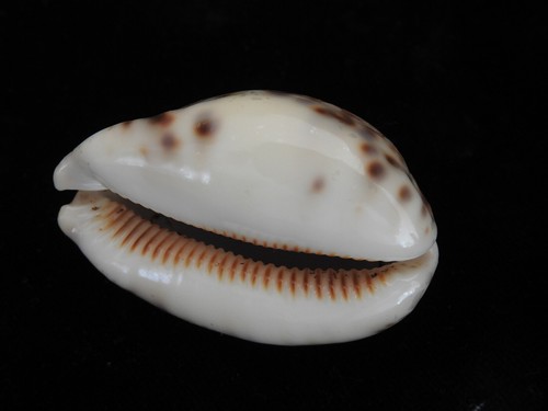 Sea shell Cypraea histrio 58.2mm ID#5438 - Picture 4 of 6