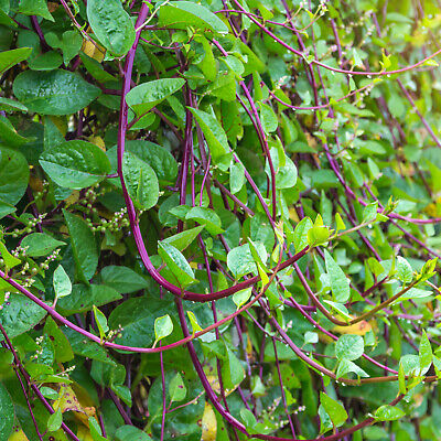 Details about   Mixed Green Red Malabar Spinach Ceylon Spinach Poi  20  plus seeds